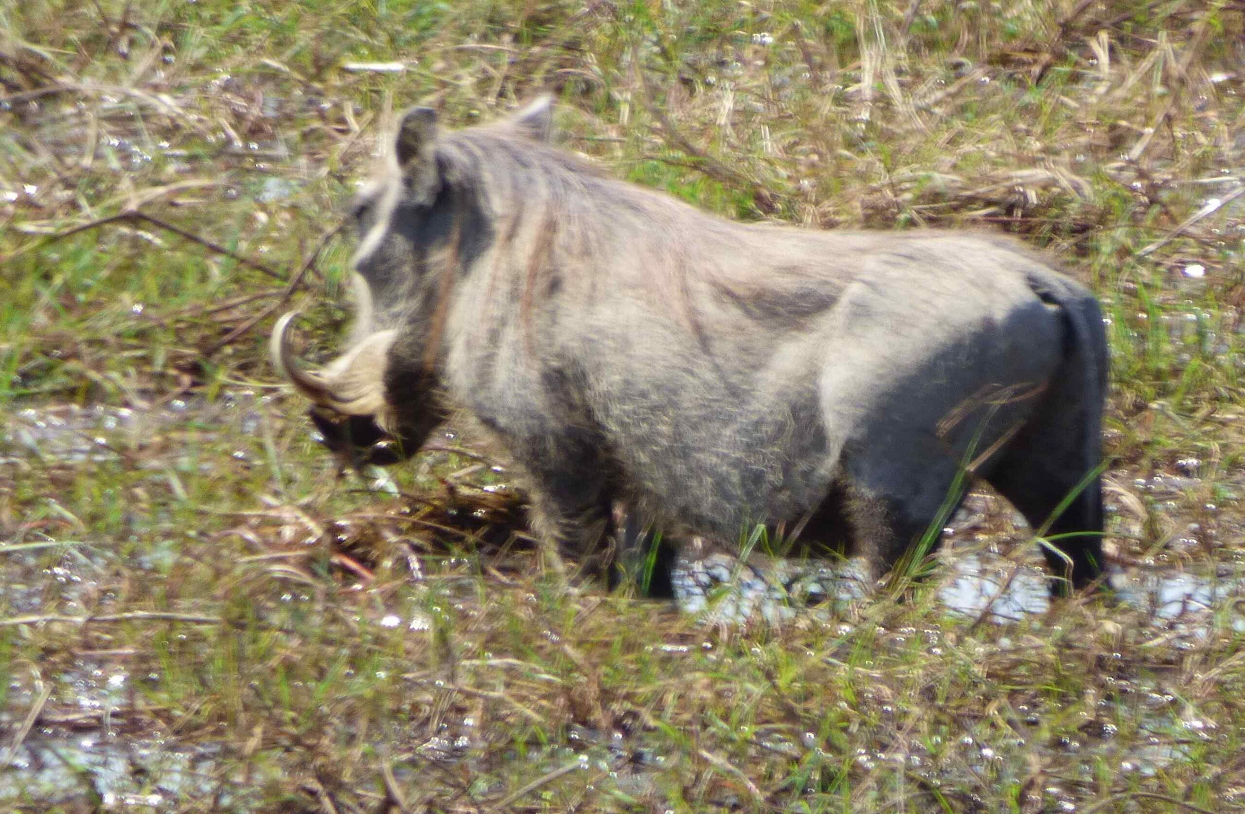 Donnerstag 11.08., Bwabwata-Nationalpark und Bootsfahrt