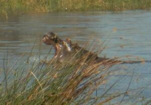 Samstag 20.08., Game Drive & Third Bridge