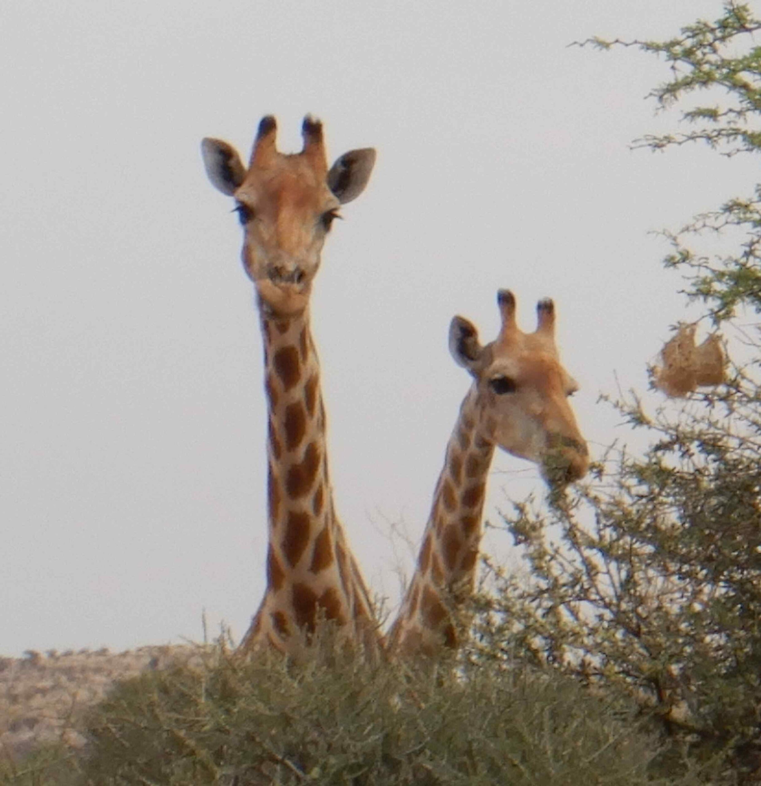 Dienstag, 27.09., Hardap / Etango